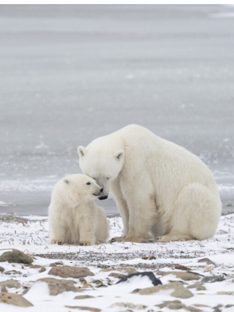 I cambiamenti climatici hanno dimezzato gli orsi polari nella baia di Hudson