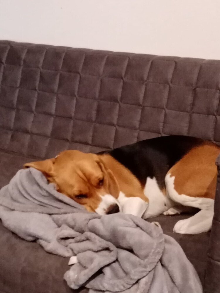 Cani da fiuto o da difesa, la razza non c'entra nulla