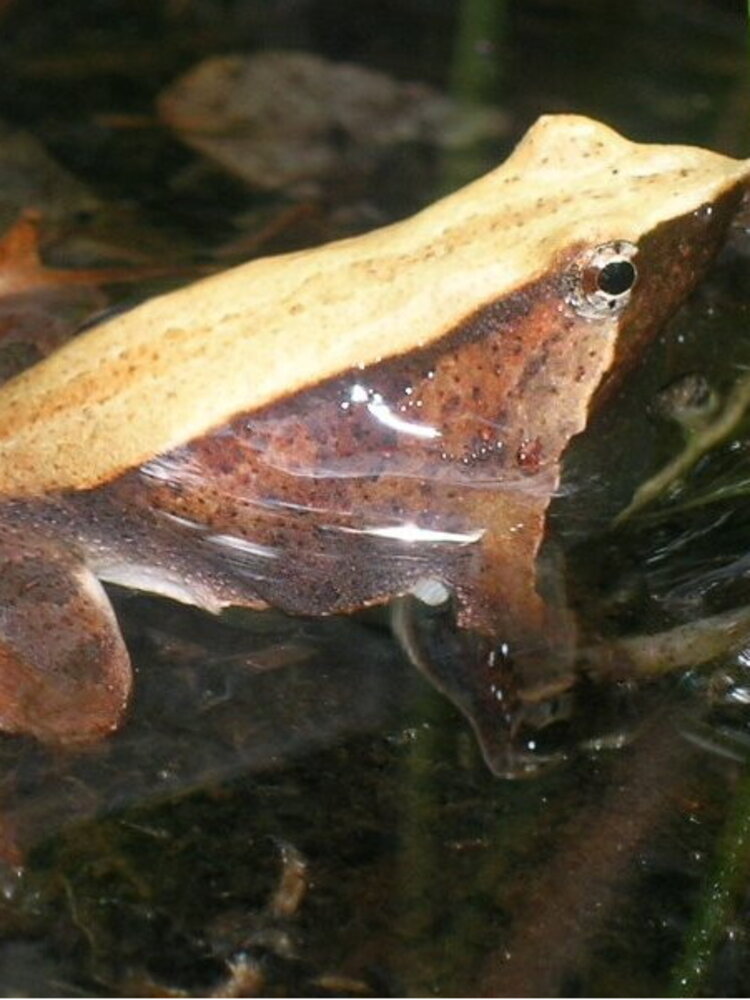 Una rana a rischio estinzione ha fatto 11mila km per riprodursi