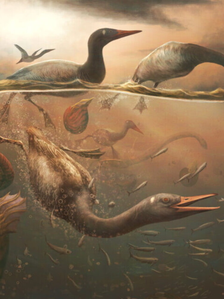 Il primo fossile di uccello moderno trovato in Antartide