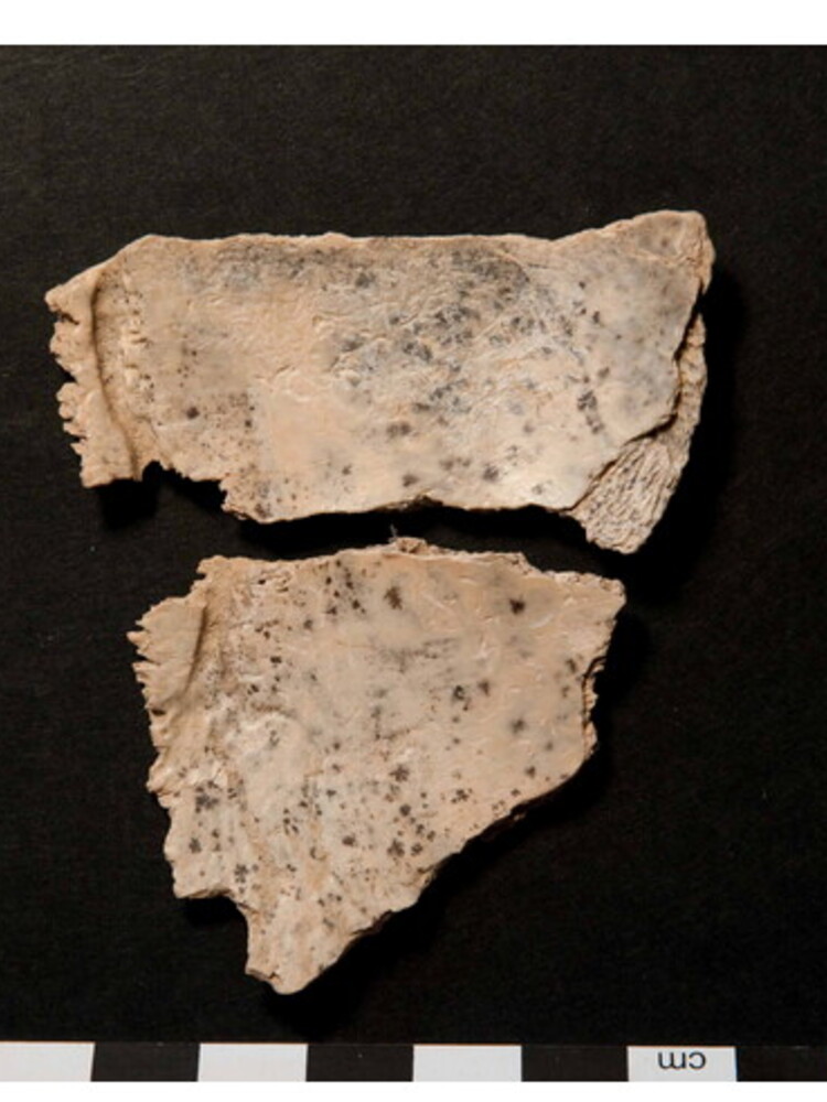 Trovati in Polonia i primi segni del cannibalismo preistorico