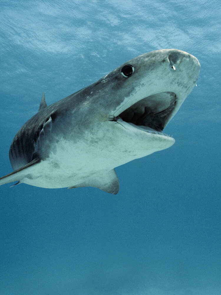 In calo gli attacchi degli squali all'uomo. Dove hanno colpito nel 2024 (c'è anche un Paese a sorpresa)