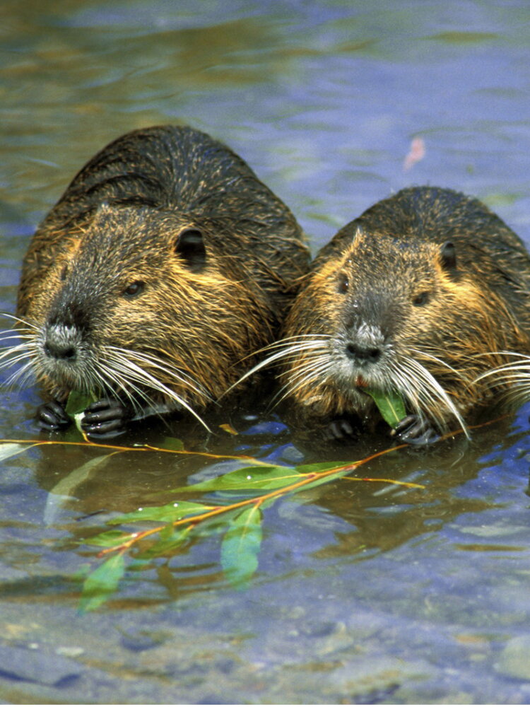 Smascherate le strategie di difesa delle nutrie per sfuggire all'uomo