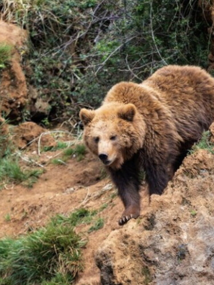 Con la genetica è possibile salvare gli orsi dell'Appennino