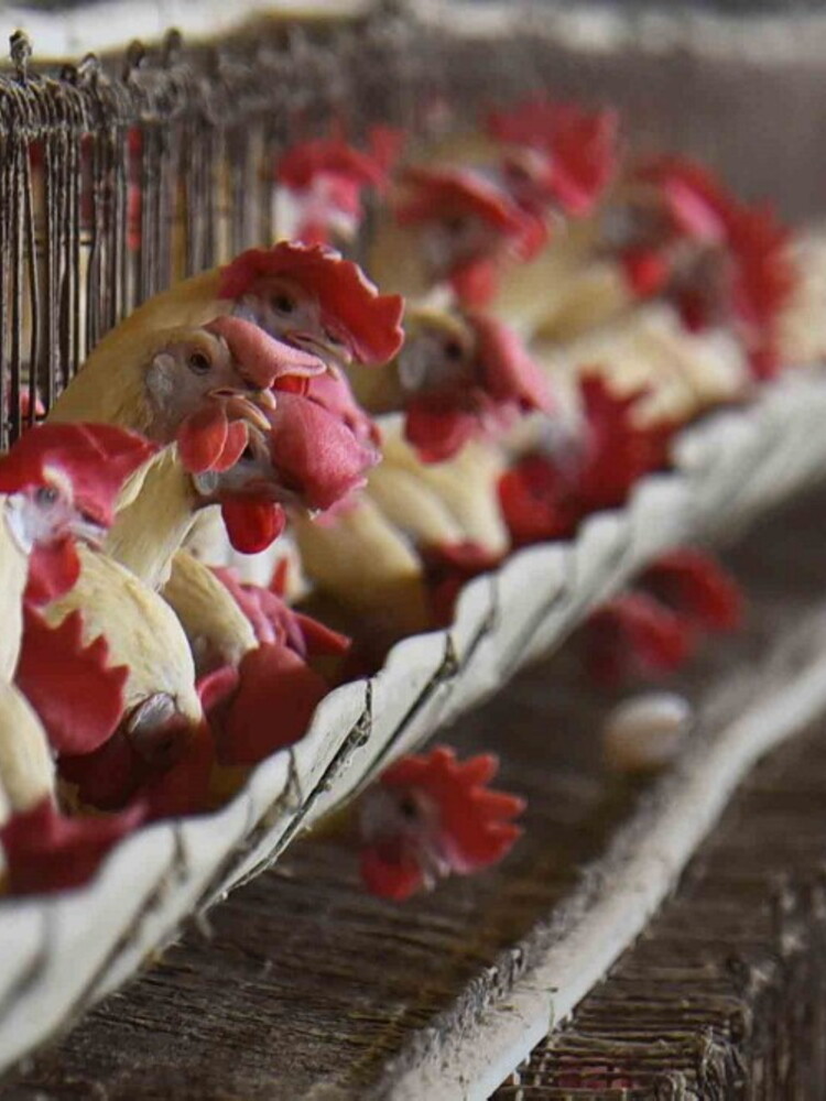 Il dramma degli Usa, meglio un'omelette oggi o una gallina domani