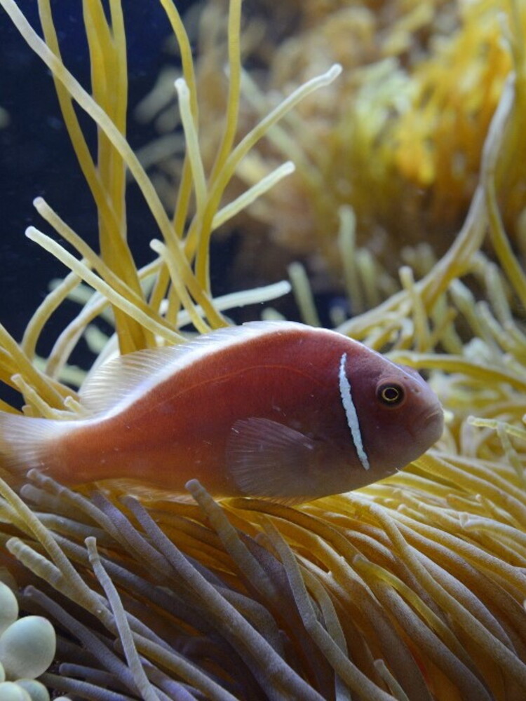 I superpoteri di "Nemo" non sono una leggenda