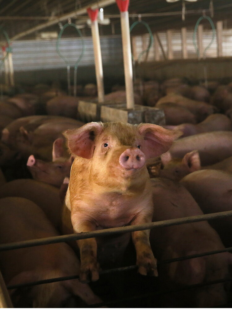 L'IA può aiutarci a capire le emozioni degli animali