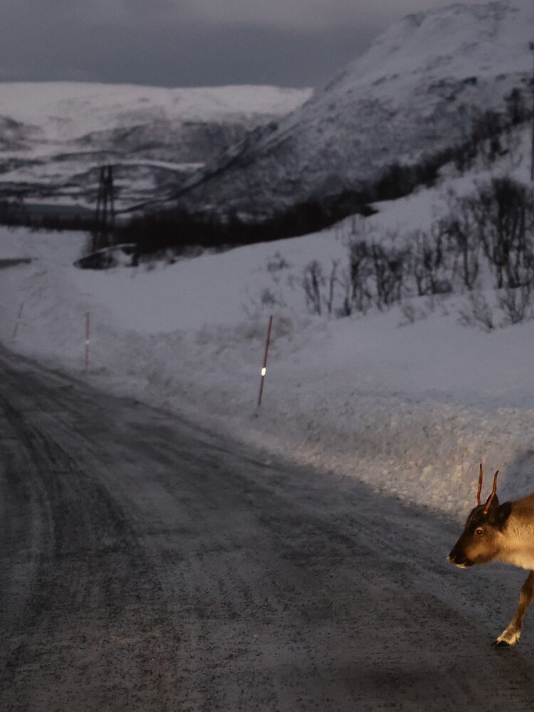 La tundra si espande ad una velocità senza precedenti