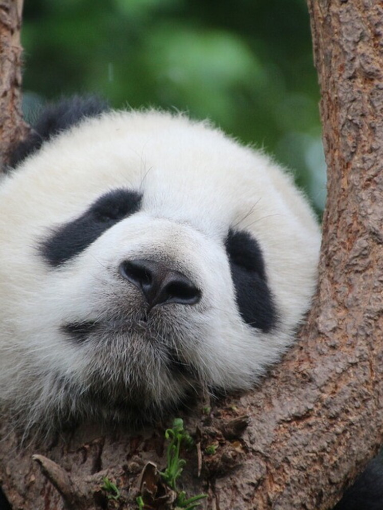 Perché i panda giganti non mangiano più carne? Svelato il mistero