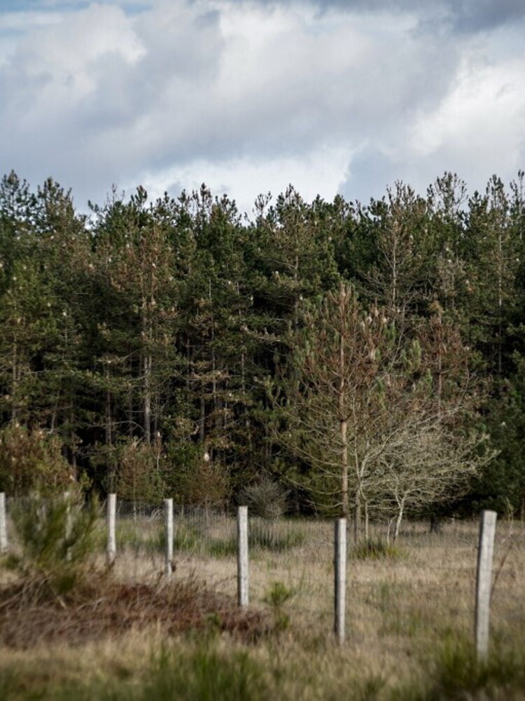Dai rifiuti delle segherie un materiale per le batterie green