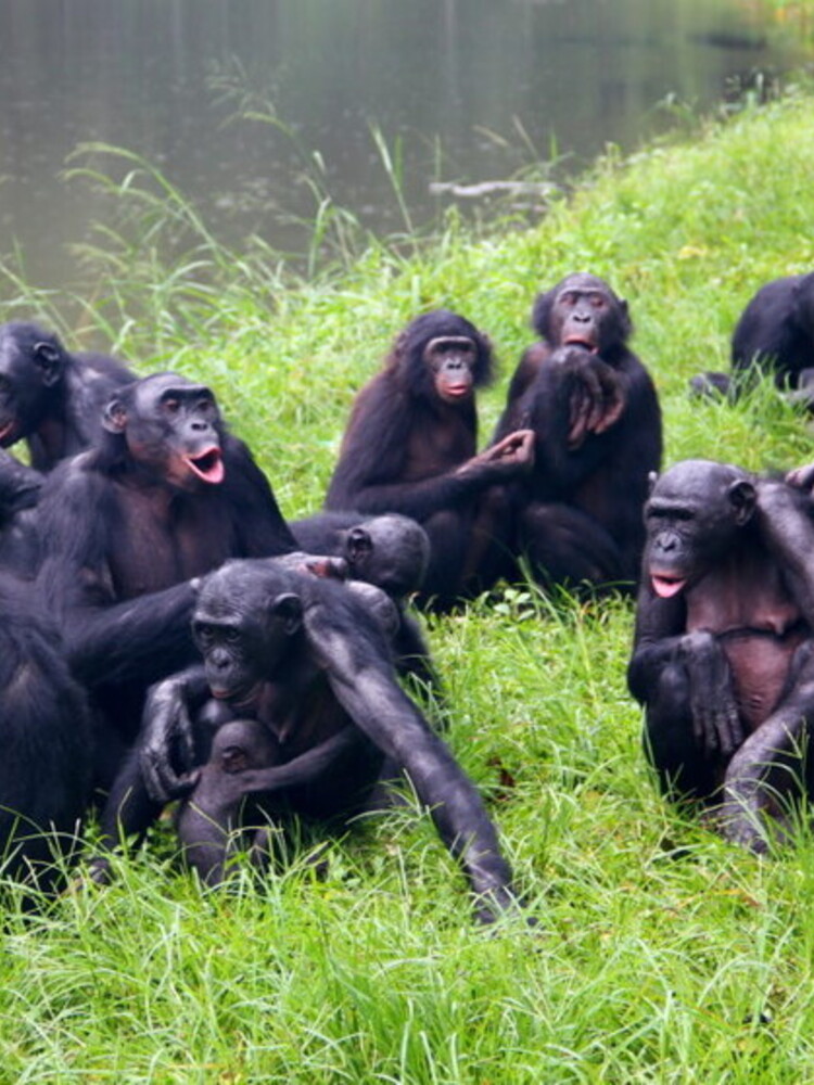 Facciamo sesso (anche) per scopi sociali dai tempi di bonobo e scimpanzé