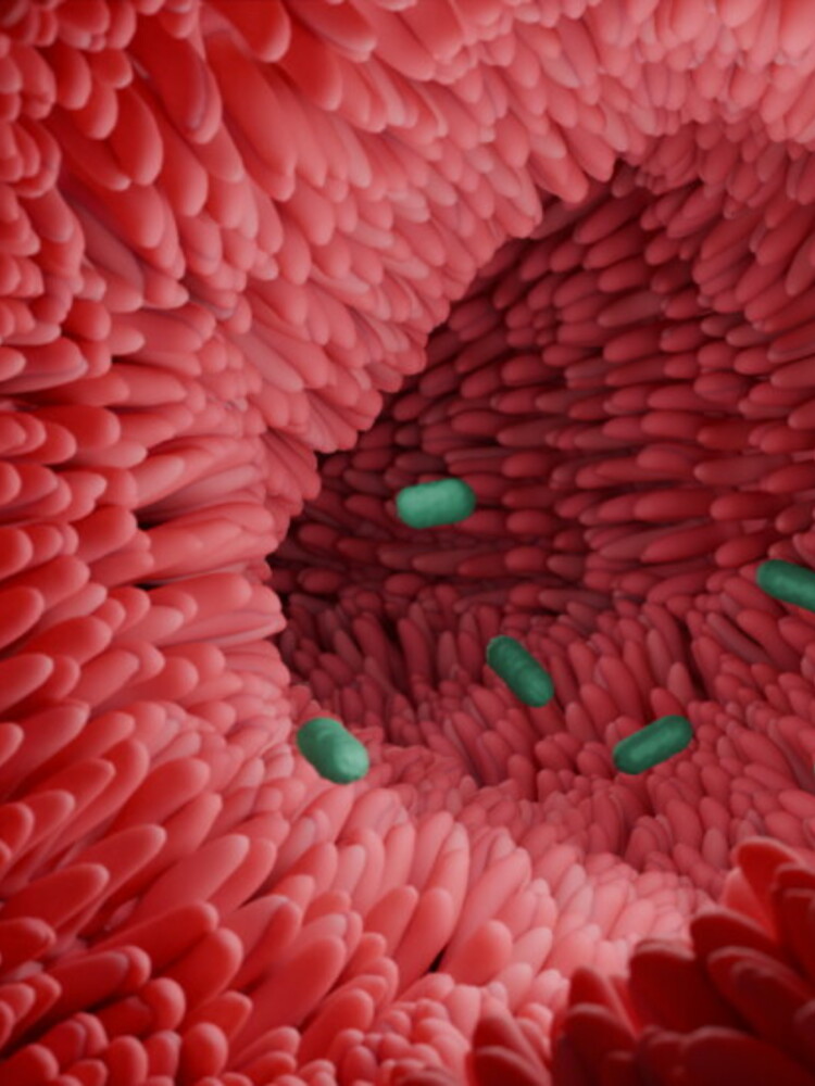 I batteri intestinali guariscono il colon. Uno studio spiega come