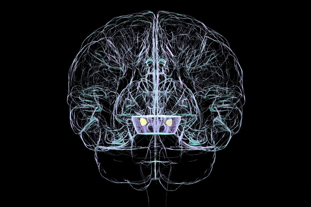 Dal Parkinson alle malattie rare: scoperto un interruttore della regolazione cellulare