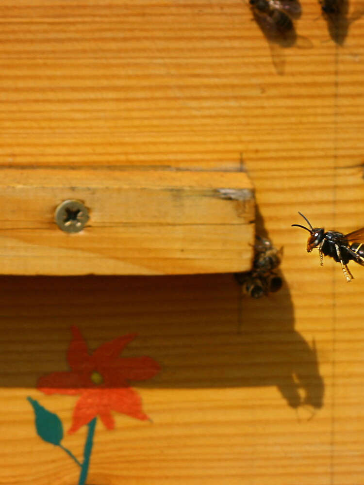 Nel Regno Unito è allarme per l'arrivo del calabrone asiatico