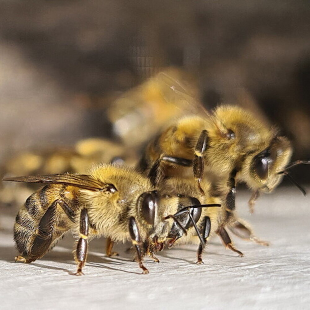 Dosi anche non letali di insetticidi devastano gli impollinatori
