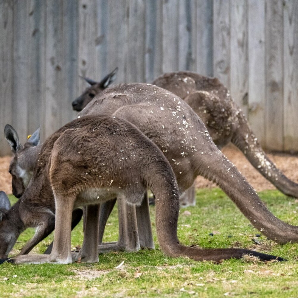 Come si estinsero i canguri giganti nella preistoria