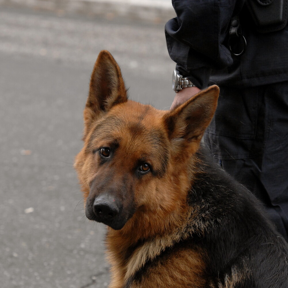 Perché i cani pastore sono così intelligenti e socievoli