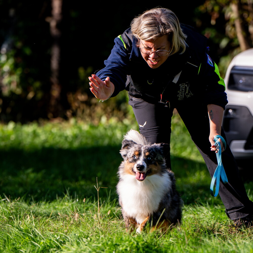 Sì, viaggiare ma con un compagno a quattro zampe 