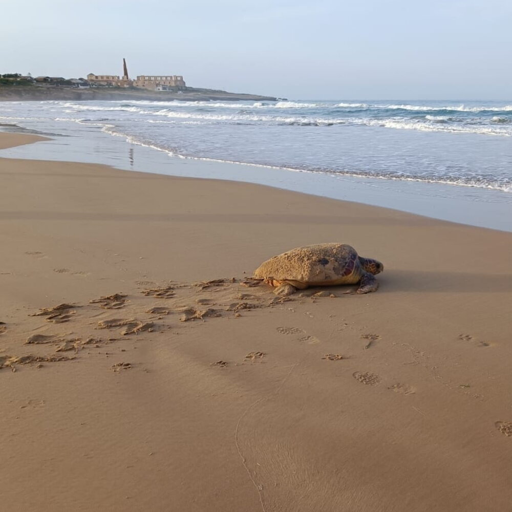 In Sicilia tre nuovi nidi di tartarughe marine 