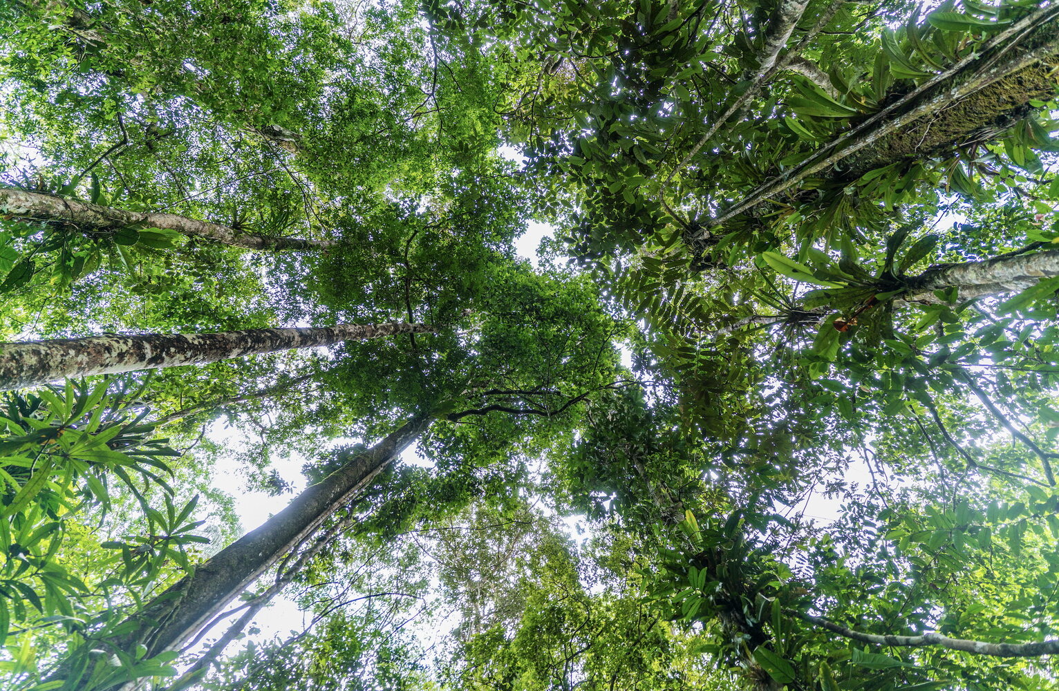 Le foreste inquinano. Lo rivela uno studio