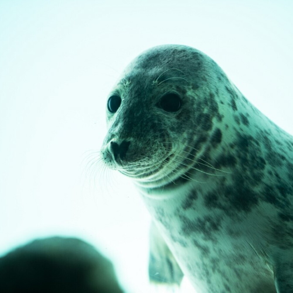 Come fanno le foche a vedere bene nelle acque torbide