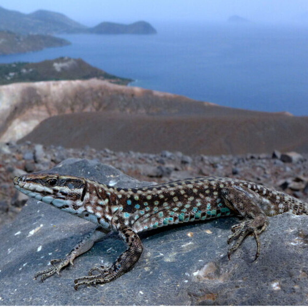 Le lucertole delle Eolie tornano a Salina