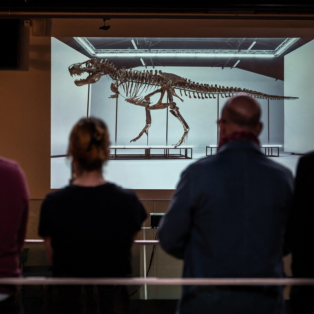 Scoperto un nuovo dinosauro della famiglia dei tirannosauri