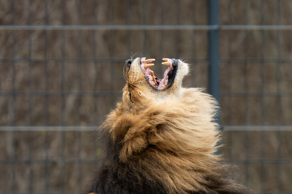Scoperto un nuovo tipo di ruggito di leone