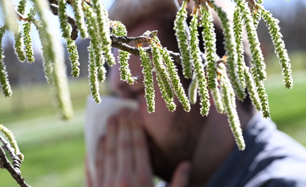 Nuovo anticorpo combatte l'allergia al polline
