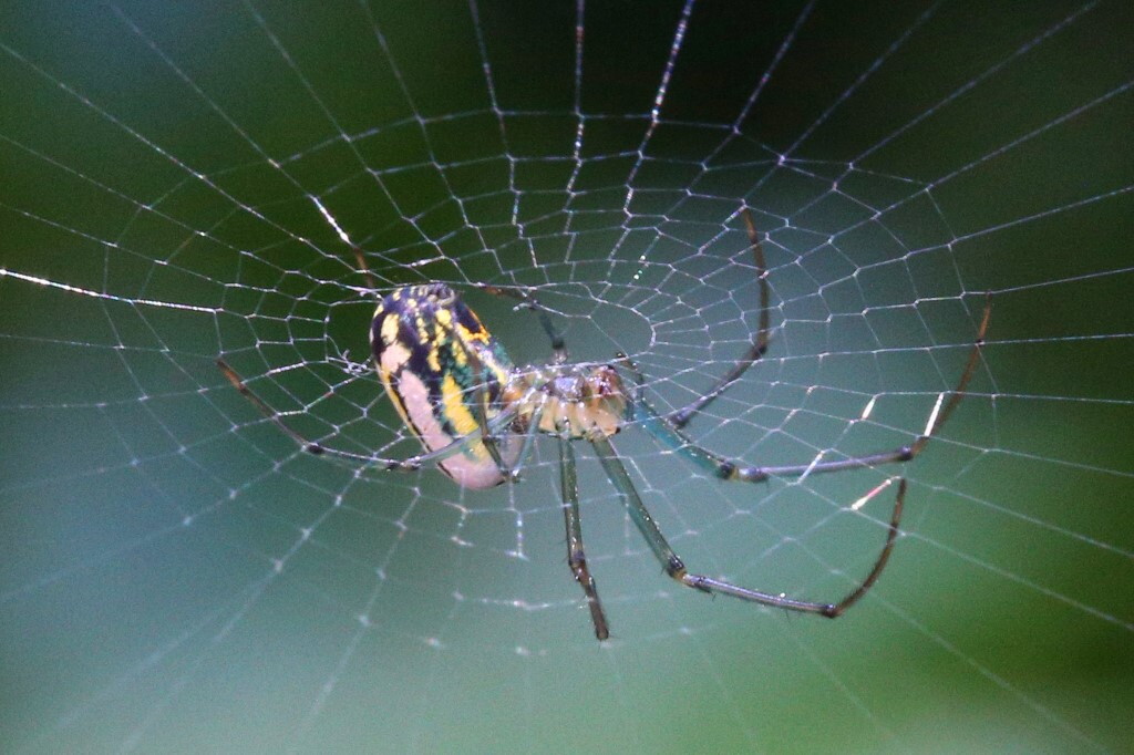 Scoperti in Amazzonia due nuove specie ragni tessitori