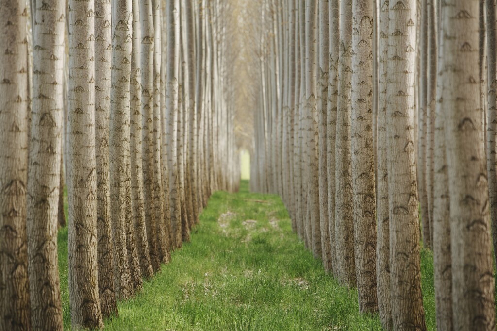 Gli alberi secolari muoiono molto più velocemente di prima