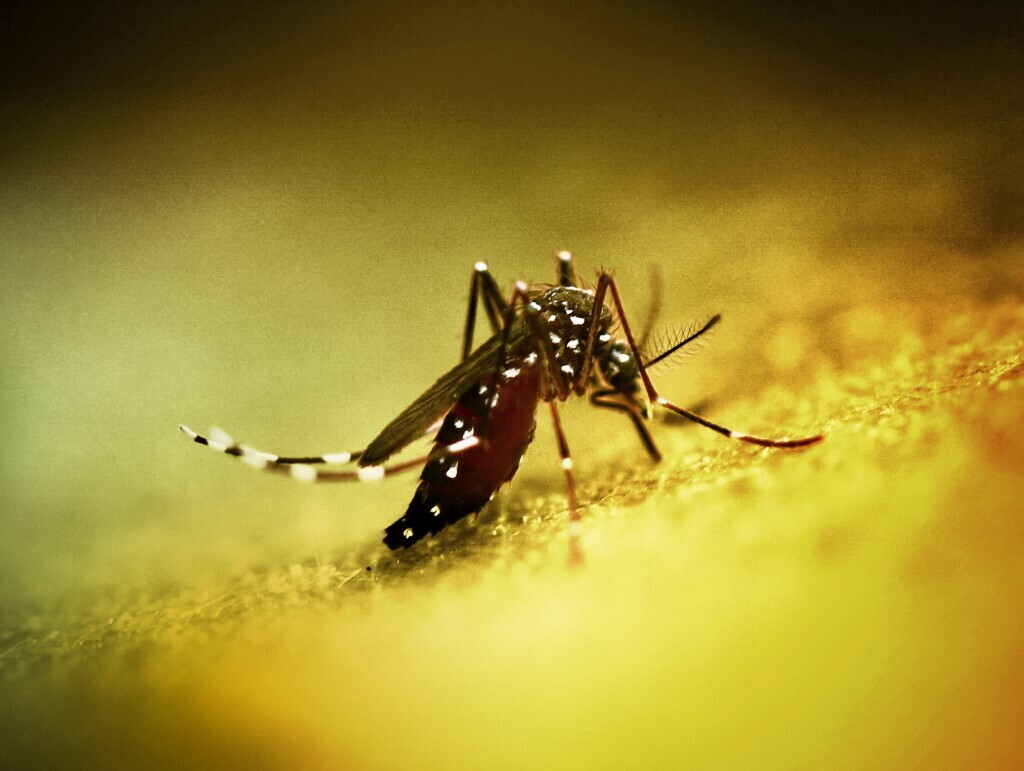 West Nile, in Italia confermati più di 300 casi. I morti sono 13
