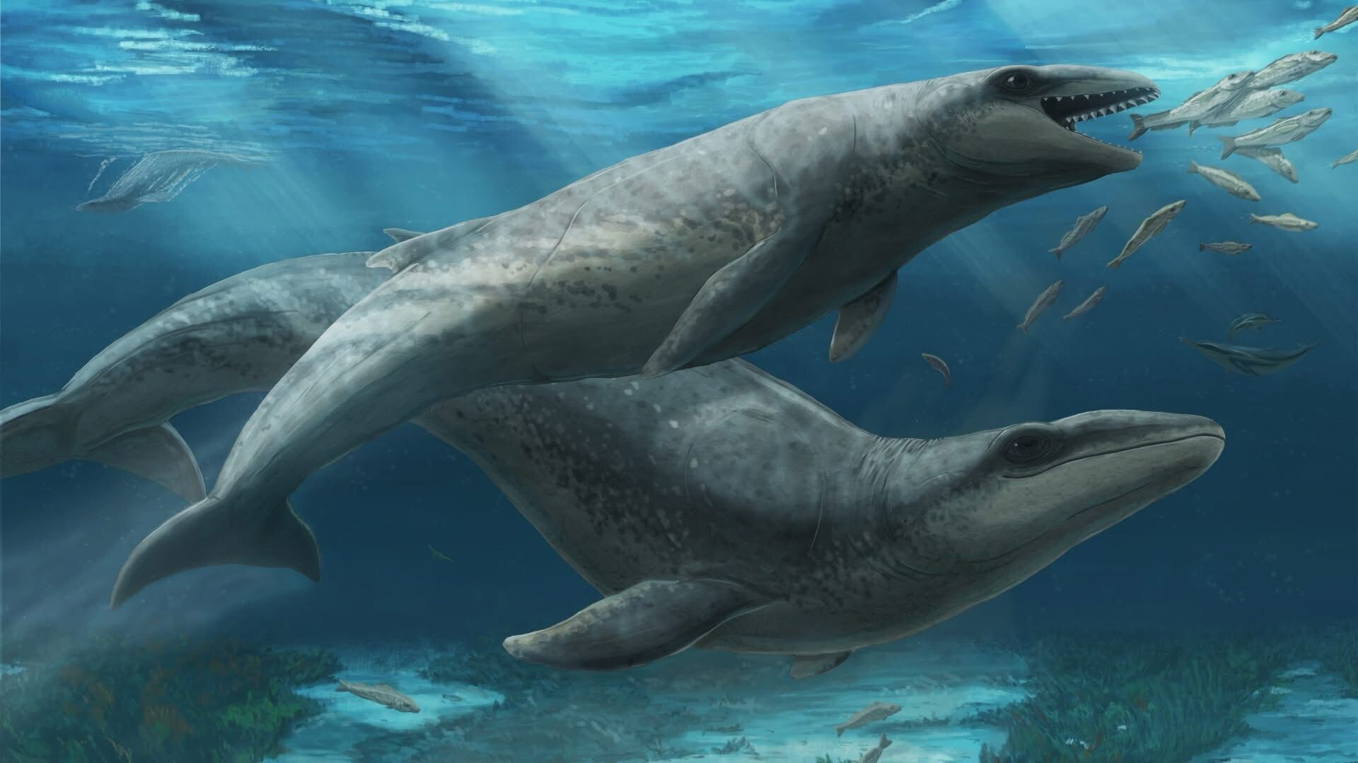 Piccoli e cattivissimi, ecco come erano gli antenati delle balene