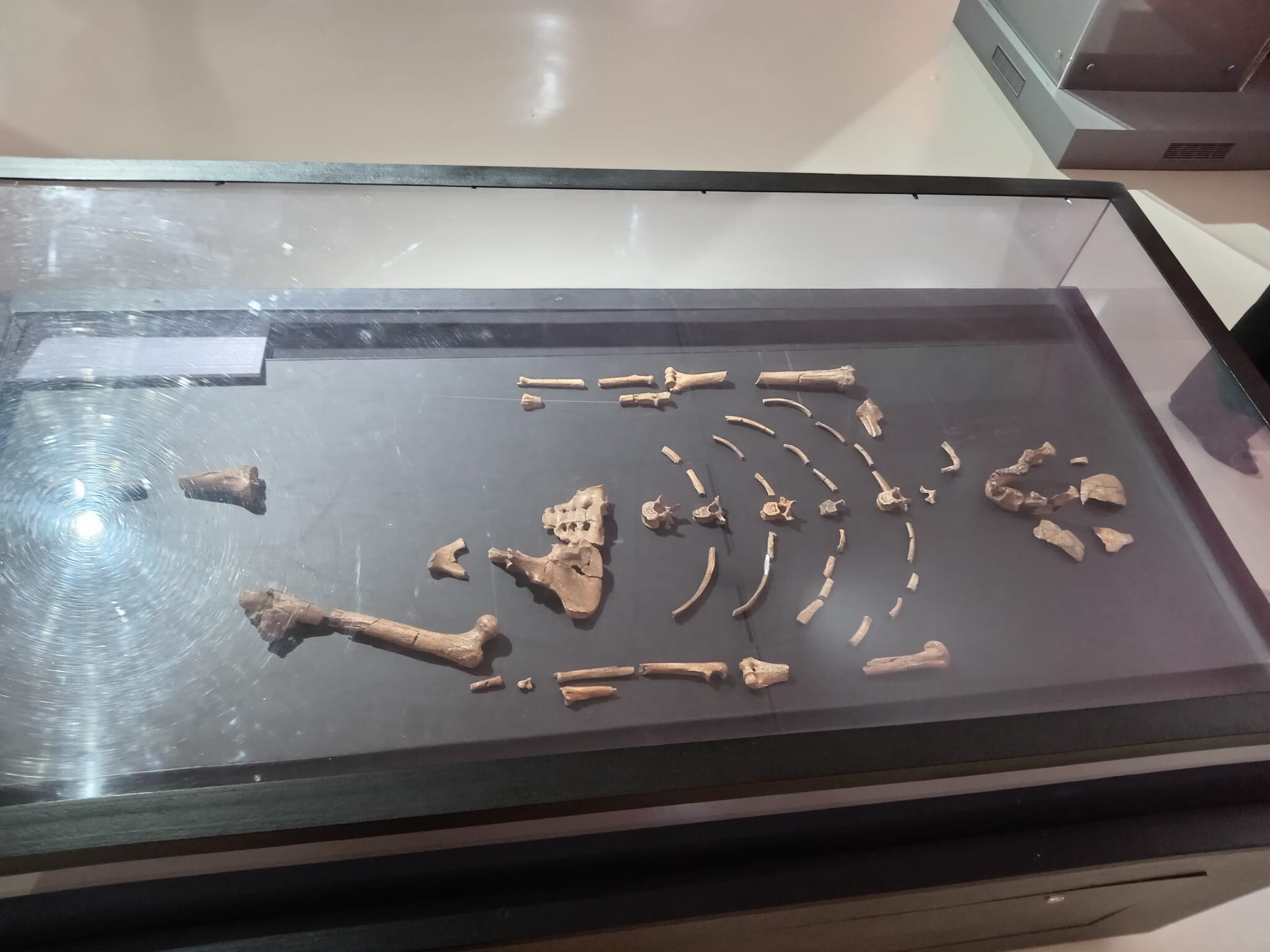 Lucy, l’antenata che ha riscritto la nostra storia, arriva in Europa