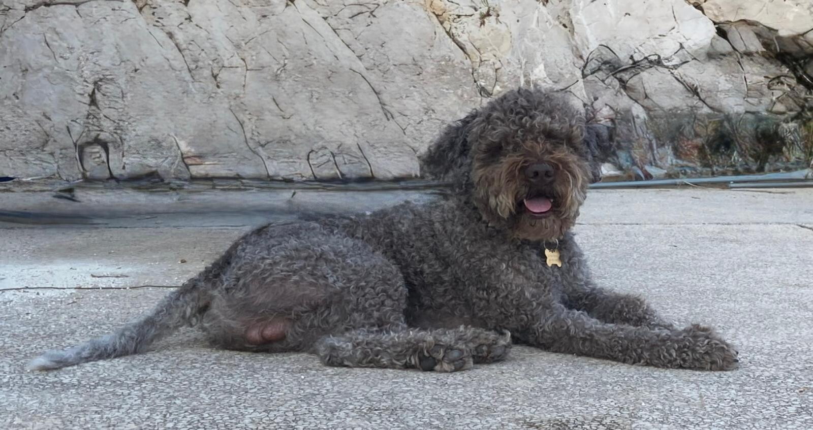 Perché il 26 agosto si festeggia la giornata del cane
