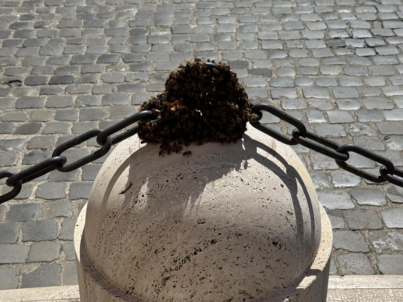 Sciame d’api su un pilone di marmo. Paura a Montecitorio. L’esperta: "Sono disperate, cerc…