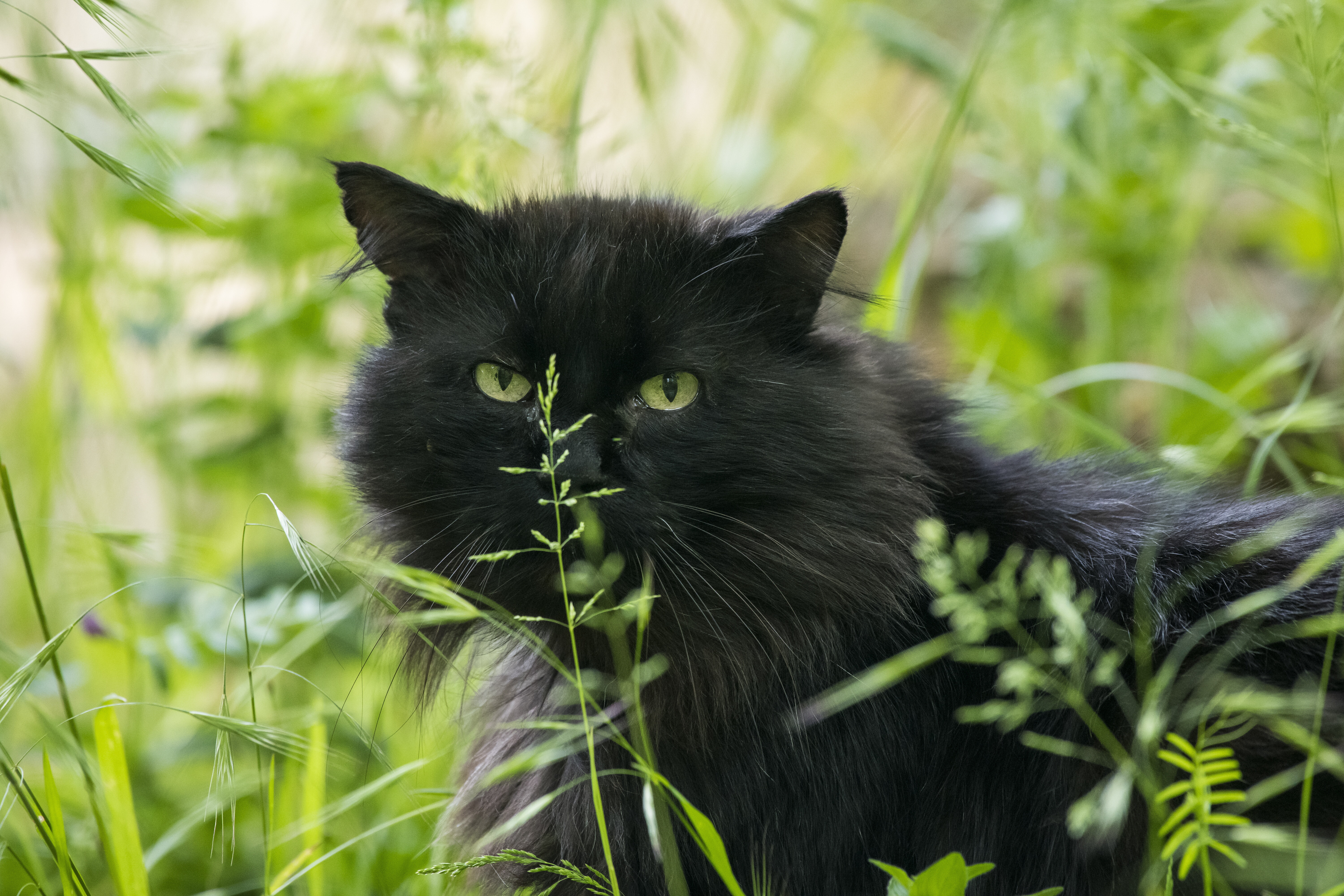 Ecco perché i gatti mangiano l'erba