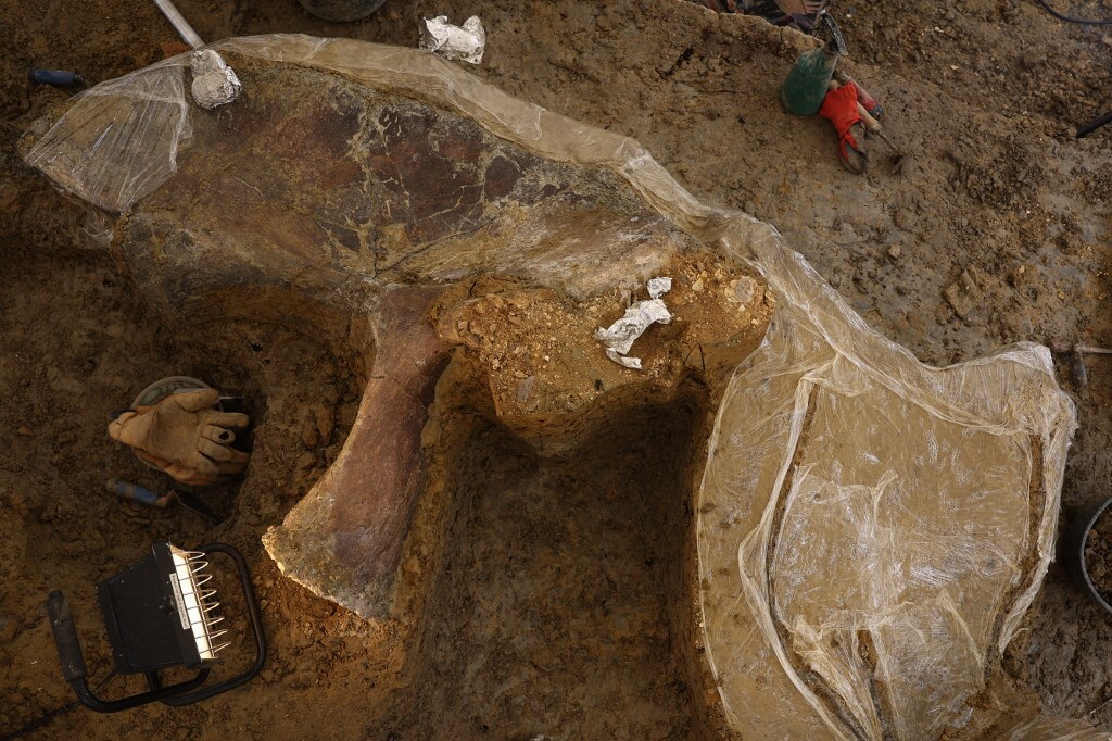 Scoperto un nuovo dinosauro con la testa a cupola
