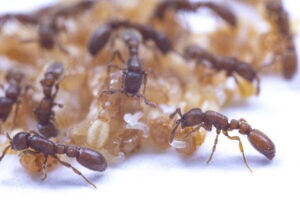 Perché quello delle formiche è l'olfatto più preciso in natura