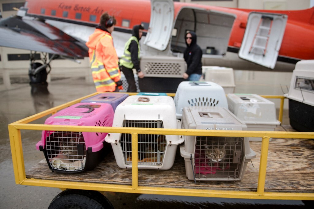 Da oggi i cani in aereo viaggiano in cabina. Le nuove regole