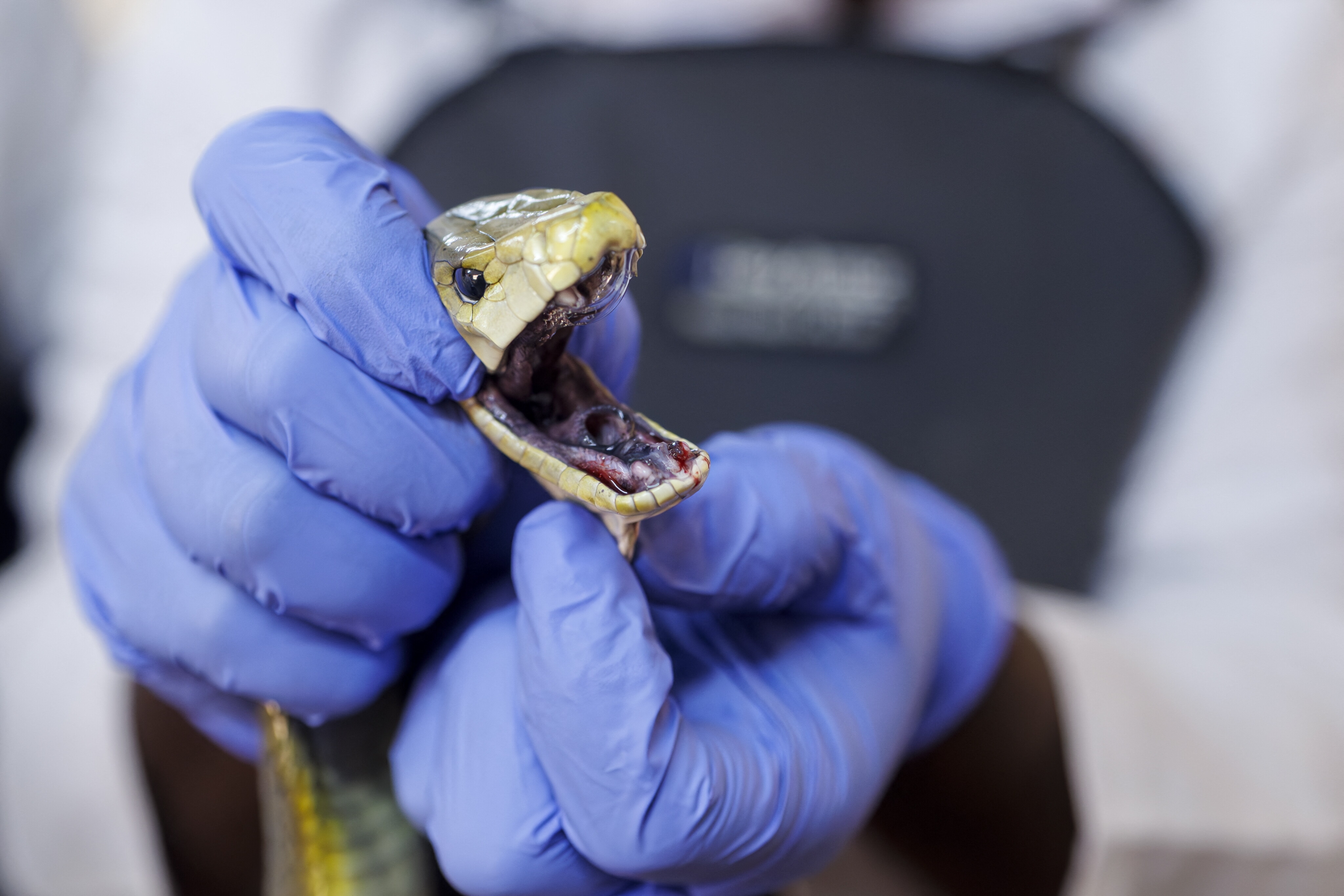 I morsi del serpente mamba peggiorano dopo l'antidoto