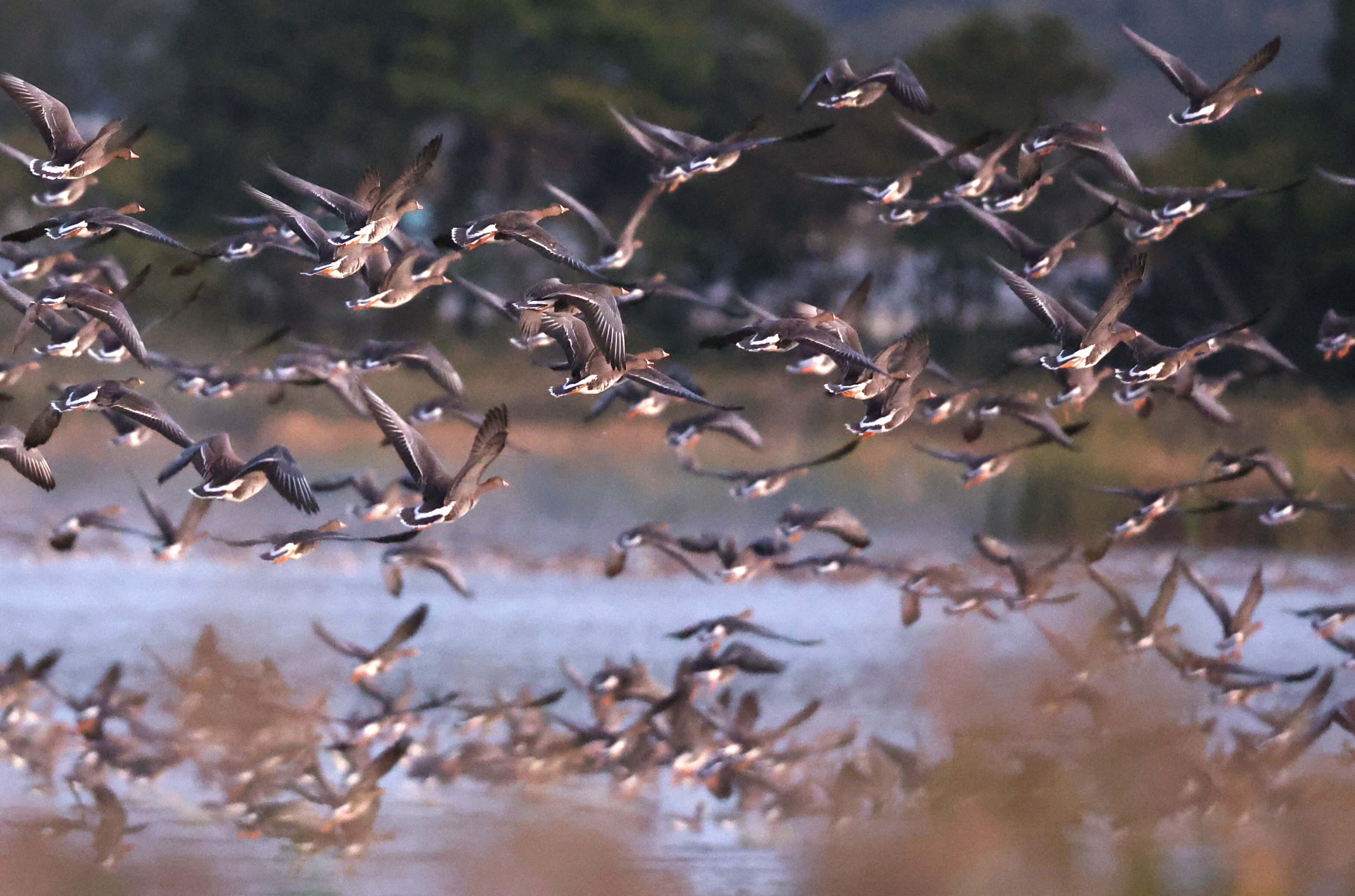 Scoperte le vocalizzazioni comuni a tutti gli uccelli
