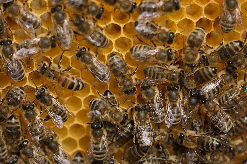 Allarme per api e farfalle, "rischio estinzione in Europa"