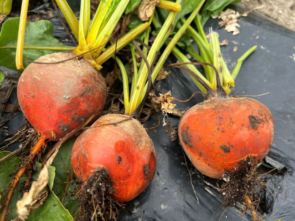 I quattro (nuovi) modi per riciclare gli scarti alimentari