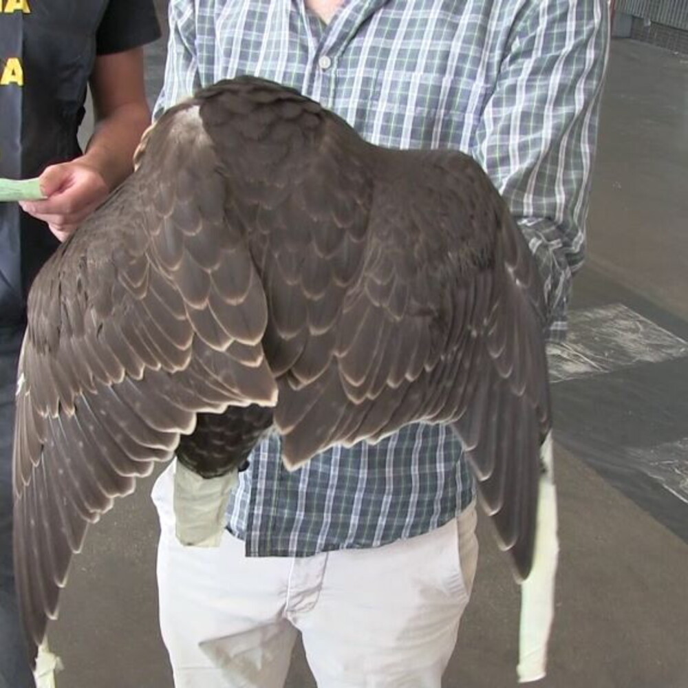 Tra falchi e tartarughe, cresce il traffico illegale di animali selvatici