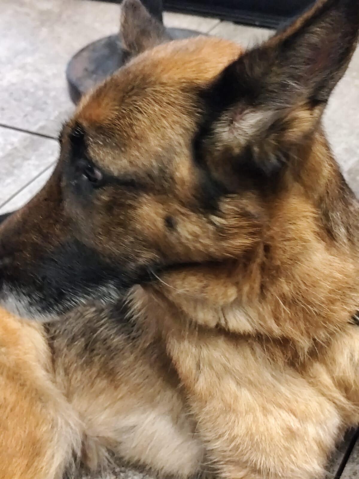 Trascina il cane per cinque chilometri fino a sfinirlo