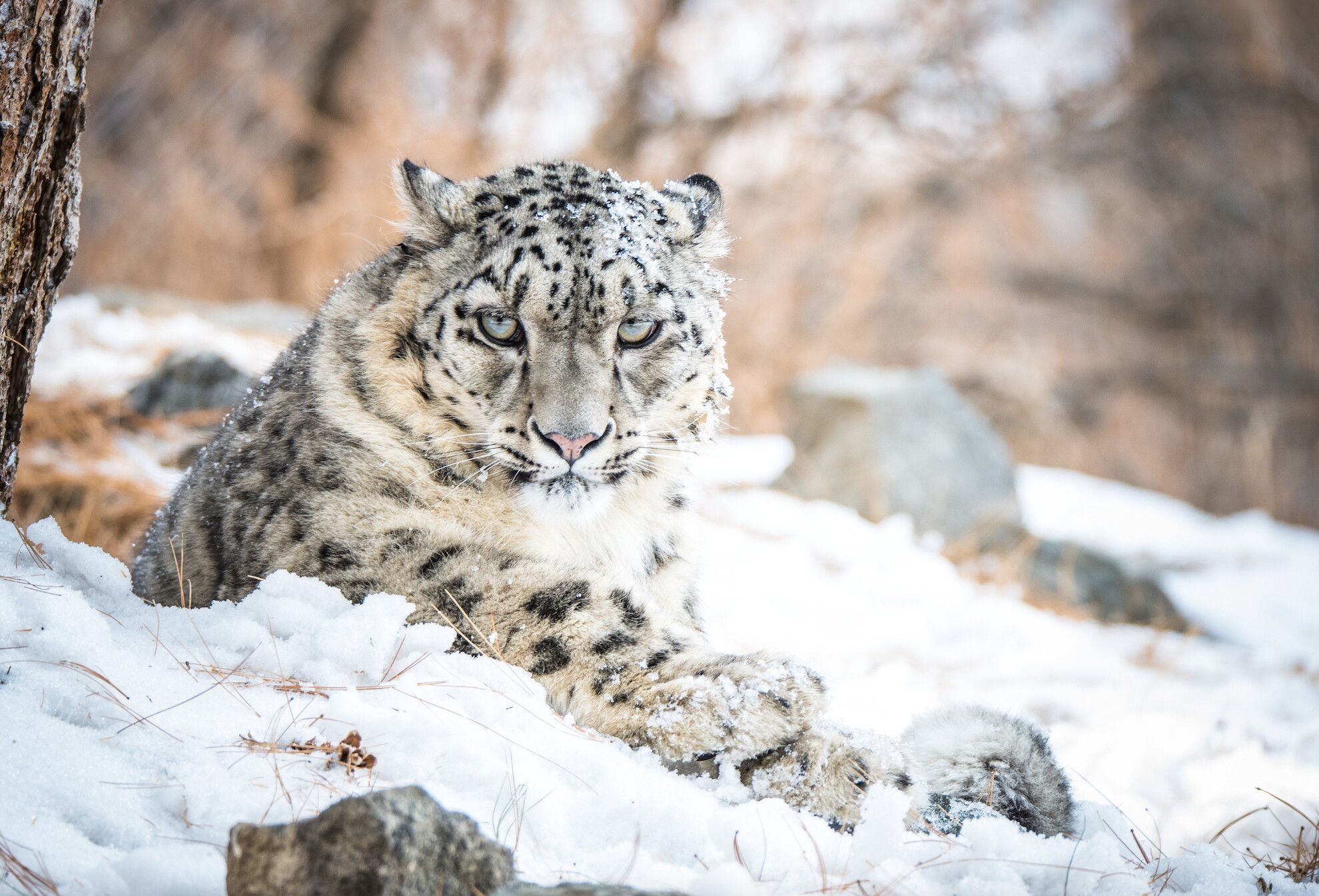 L'allarme di Halloween del Wwf: ecco gli animali “fantasma” che rischiamo di perdere