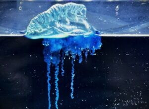 Scoperta in Giappone una nuova specie di medusa velenosa