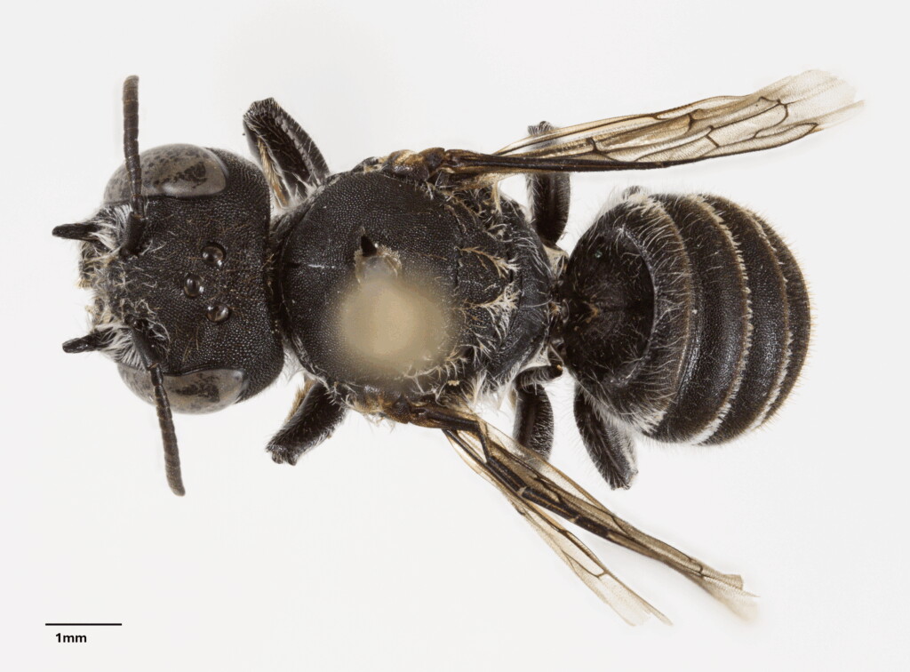 Scoperta una nuova specie di ape 'demoniaca' che sopravvive tra le miniere d'oro