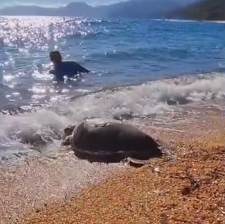 Salvata dalle reti, torna in mare una Caretta caretta - VIDEO